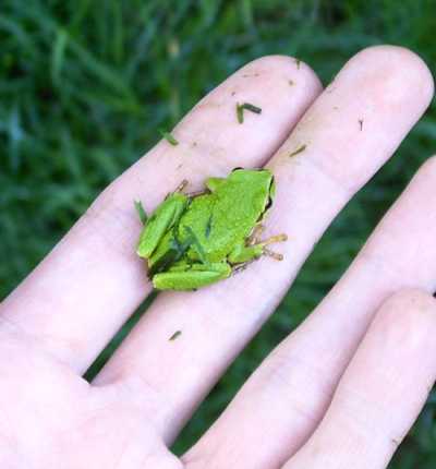 My backyard frog, Hoppy