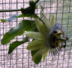 Weird flower