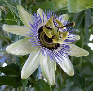 Weird flower